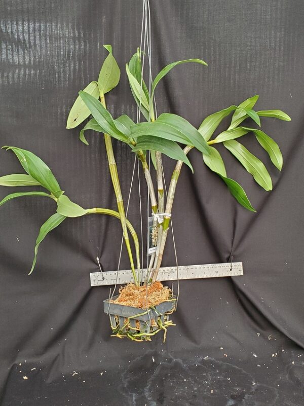 20201111_153009-R-600x801 Dendrobium thyrsiflorum