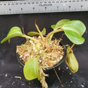 20201214_152350-R-ML-2020-300x300 Nepenthes robcantleyi BE3517