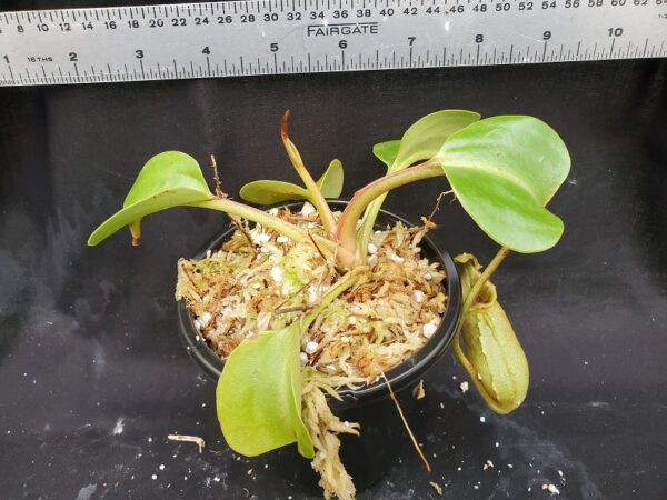 20201214_152350-R-ML-2020-600x450 Nepenthes robcantleyi BE3517