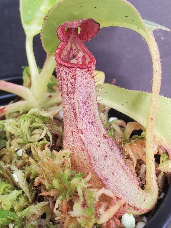 20201218_145031-r-med-600x801 Nepenthes glandulifera x robcantleyi BE 3964