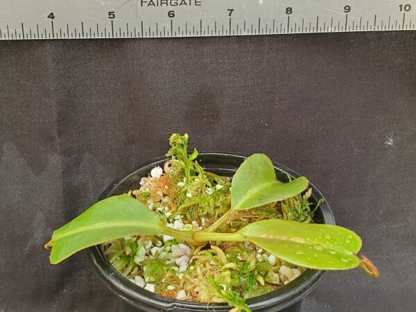 20201218_145045-R-med-600x450 Nepenthes glandulifera x robcantleyi BE 3964