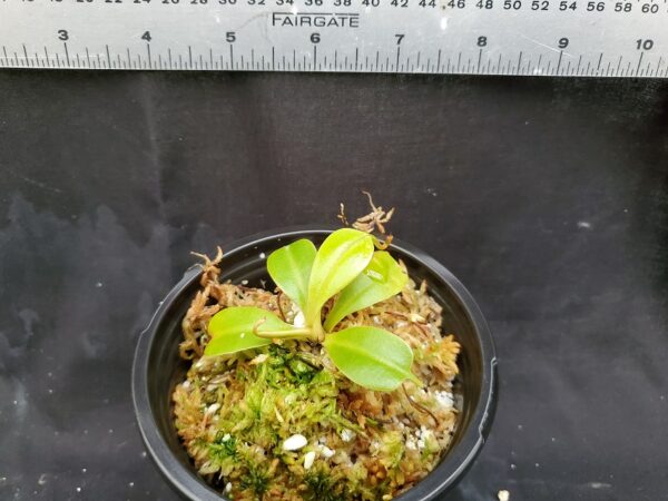 20201223_160555-R-600x450 Nepenthes (ventricosa x sibuyanensis) x robcantleyi BE 4031