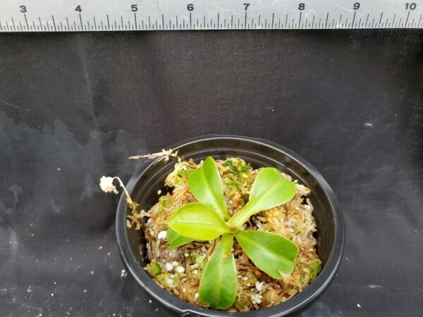 20201223_160604-R-600x450 Nepenthes (ventricosa x sibuyanensis) x robcantleyi BE 4031