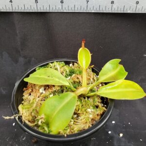 20201225_145841-R-300x300 Nepenthes platychila x robcantleyi BE3946