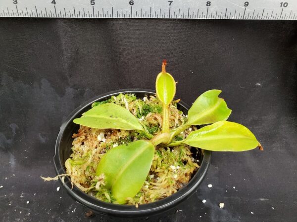 20201225_145841-R-600x450 Nepenthes platychila x robcantleyi BE3946