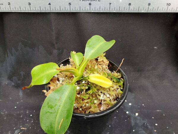 20201225_145849-R-600x450 Nepenthes platychila x robcantleyi BE3946