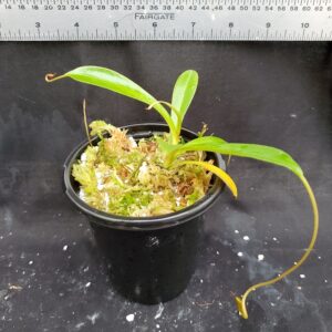 20201225_145953-R-300x300 Nepenthes singalana x tenuis BE 3988
