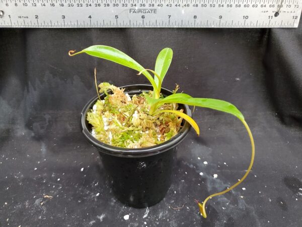20201225_145953-R-600x450 Nepenthes singalana x tenuis BE 3988