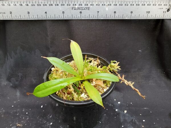 20201225_150002-R-600x450 Nepenthes singalana x tenuis BE 3988