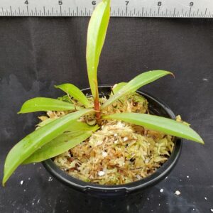 20201225_150824-R-med-2020-300x300 Nepenthes densiflora x mirabilis var globosa BE3656