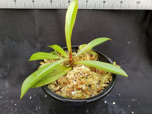 20201225_150824-R-med-2020-600x450 Nepenthes densiflora x mirabilis var globosa BE3656