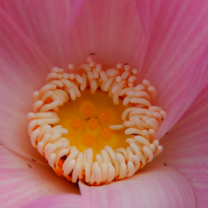 2021-01-13-14-300x300 45-Chinese Beauty - Ao Lotus - Excellent with Strip on the Petals lotus