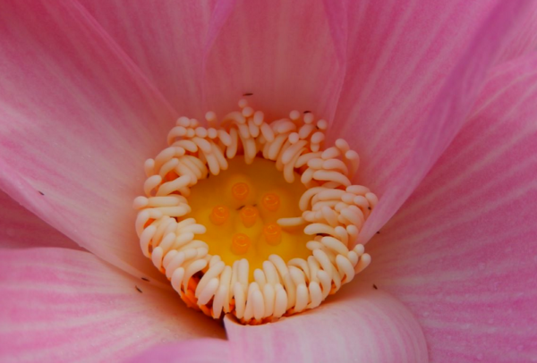 2021-01-13-14-600x406 45-Chinese Beauty - Ao Lotus - Excellent with Strip on the Petals lotus