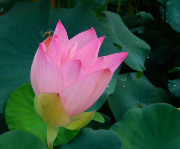 2021-01-13-16-600x497 45-Chinese Beauty - Ao Lotus - Excellent with Strip on the Petals lotus