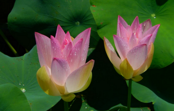 2021-01-13-17-600x384 45-Chinese Beauty - Ao Lotus - Excellent with Strip on the Petals lotus