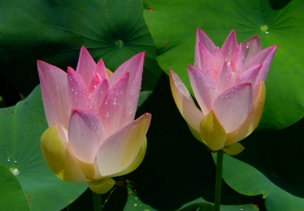 2021-01-13-17-a-600x418 45-Chinese Beauty - Ao Lotus - Excellent with Strip on the Petals lotus