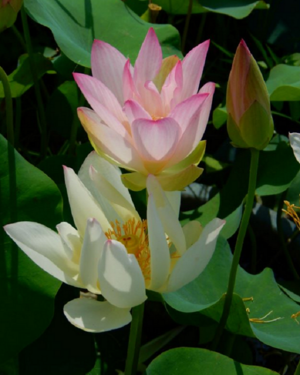 2021-01-13-18-600x749 45-Chinese Beauty - Ao Lotus - Excellent with Strip on the Petals lotus