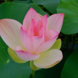 2021-01-13-23-300x300 45-Chinese Beauty - Ao Lotus - Excellent with Strip on the Petals lotus