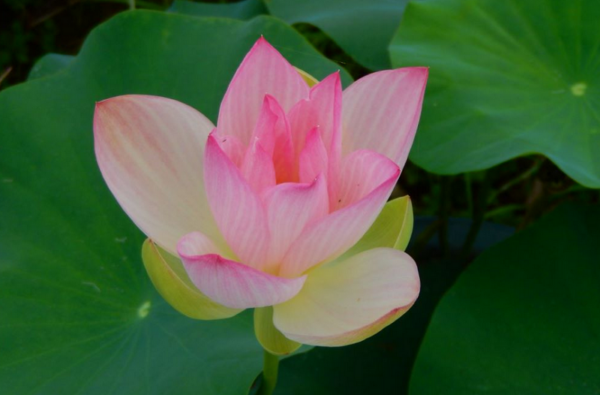 2021-01-13-23-600x395 45-Chinese Beauty - Ao Lotus - Excellent with Strip on the Petals lotus