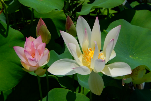 2021-01-13-24-600x402 45-Chinese Beauty - Ao Lotus - Excellent with Strip on the Petals lotus