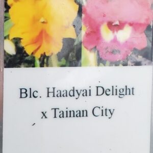 20210116_141337-R-C-300x300 Blc Haadyai Delight x Lc. Tainan City