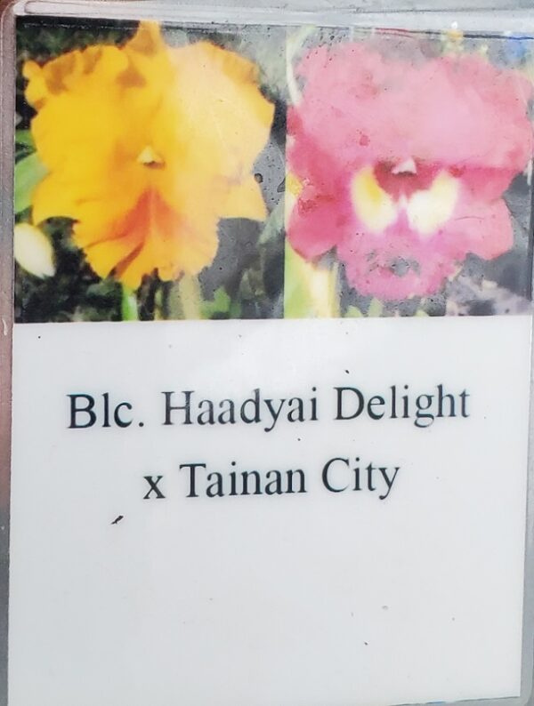 20210116_141337-R-C-600x794 Blc Haadyai Delight x Lc. Tainan City