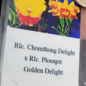 20210116_141548-R-300x300 Blc. Chomthong Delight x Ploenpit Golden Delight