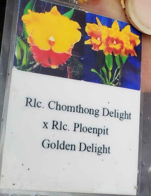 20210116_141548-R-600x780 Blc. Chomthong Delight x Ploenpit Golden Delight