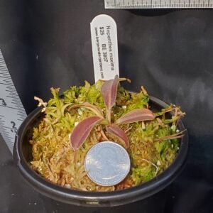 20210301_175043-r-March-2021-300x300 Nepenthes maxima BE3907 20210301_175043-r-March-2021-300x300 Nepenthes maxima BE3907