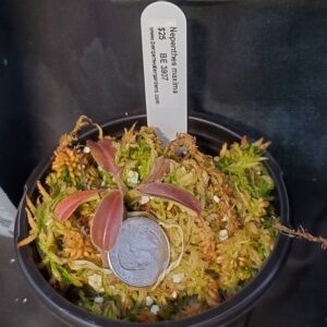 20210301_175104-March-2021-300x300 Nepenthes maxima BE3907 20210301_175104-March-2021-300x300 Nepenthes maxima BE3907