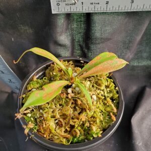 20210302_153730-R-med-300x300 Nepenthes flava BE3652
