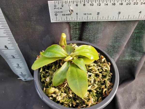 20210302_160929-R-2021-600x450 Nepenthes rajah x (veitchii x platychila) Seed grown BE 4017