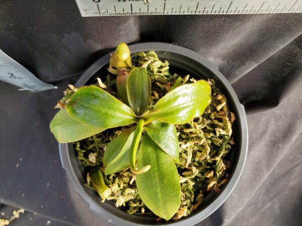 20210302_160933-r-2021-600x450 Nepenthes rajah x (veitchii x platychila) Seed grown BE 4017