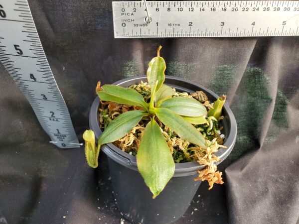 20210302_161005-R-2021-600x450 Nepenthes rajah x (veitchii x platychila) Seed grown BE 4017