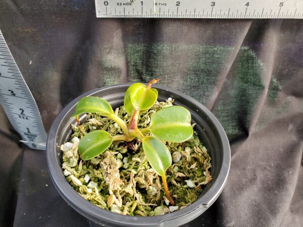 20210302_161125-R-2021-600x450 Nepenthes (lowii x macrophylla) x robcantleyi BE 4018