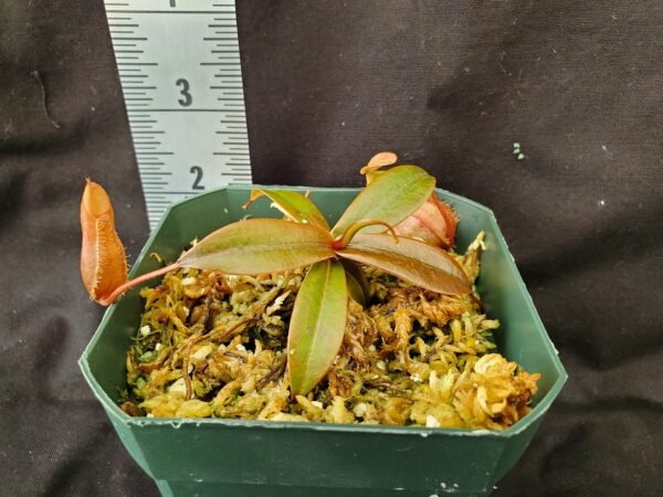 20210829_161646-R-600x450 Nepenthes belli BE 3026