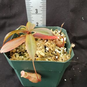 20210829_161703-R-300x300 Nepenthes belli BE 3026