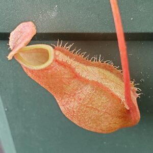 20210829_161716-R-300x300 Nepenthes belli BE 3026