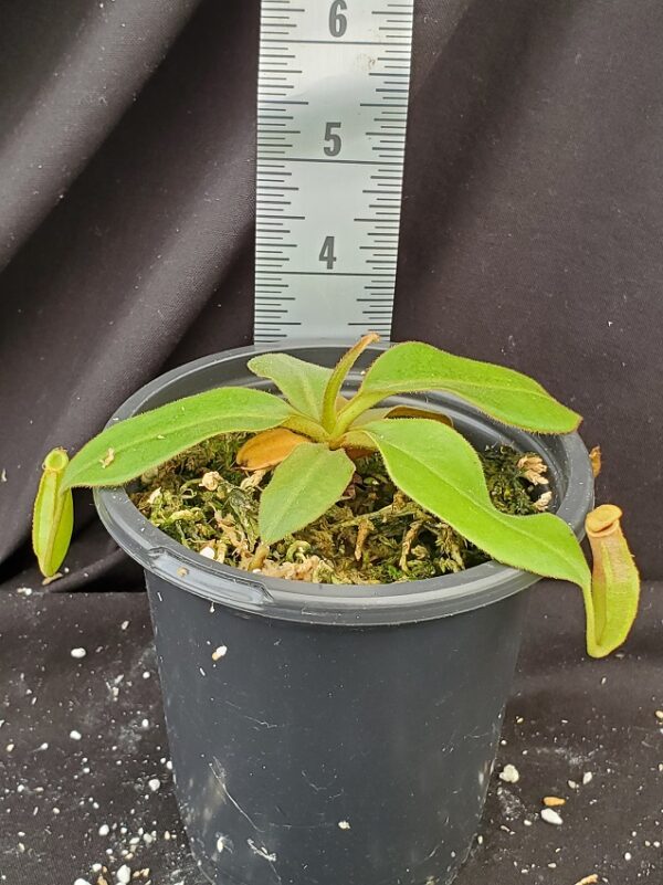 20210905_125609-R-sept-21-600x801 Nepenthes rajah x (veitchii x platychila) Seed grown BE 4017