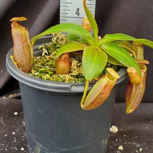 20210905_125621-R-Sept-2021-300x300 Nepenthes rajah x (veitchii x platychila) Seed grown BE 4017