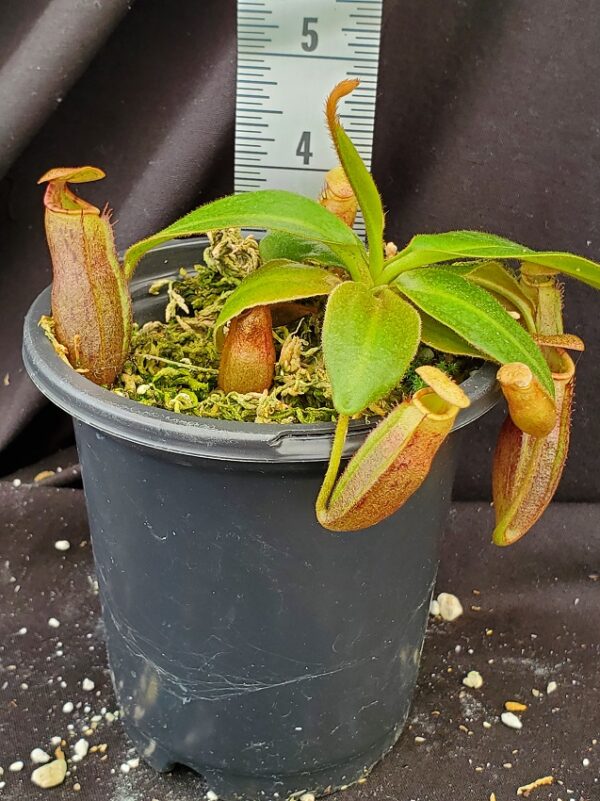 20210905_125621-R-Sept-2021-600x801 Nepenthes rajah x (veitchii x platychila) Seed grown BE 4017