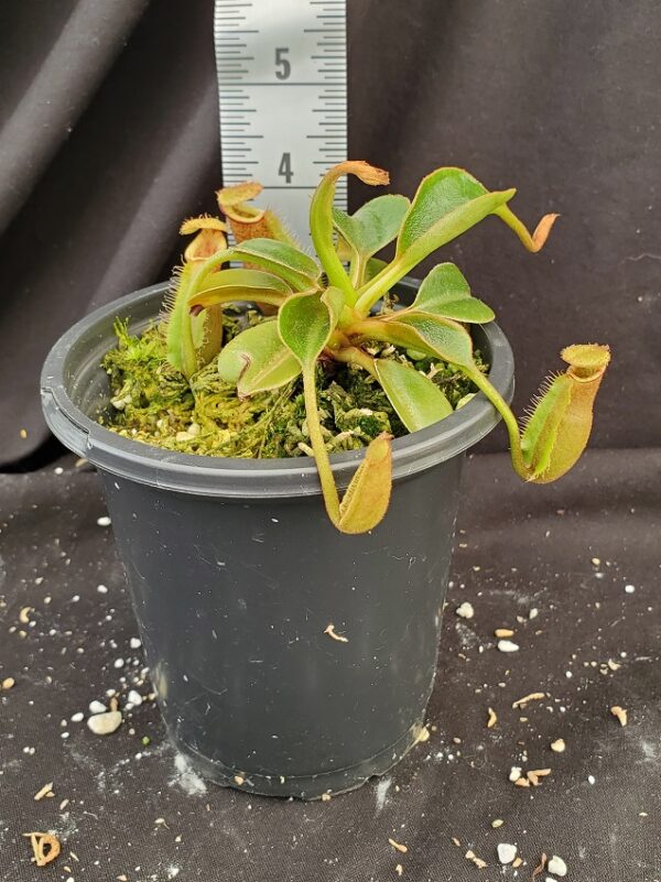 20210905_130847-r-Sept-2021-600x801 Nepenthes (lowii x macrophylla) x robcantleyi BE 4018