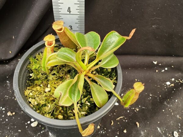 20210905_130850-r-Sept-2021-600x450 Nepenthes (lowii x macrophylla) x robcantleyi BE 4018