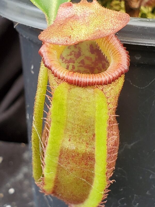 20210905_130940-R-Sept-2021-600x801 Nepenthes (lowii x macrophylla) x robcantleyi BE 4018