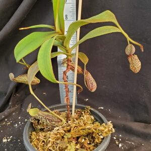 20210906_155109-R-med-Sept-2021-300x300 Nepenthes spectabilis– Sibuyatan form BE 3177