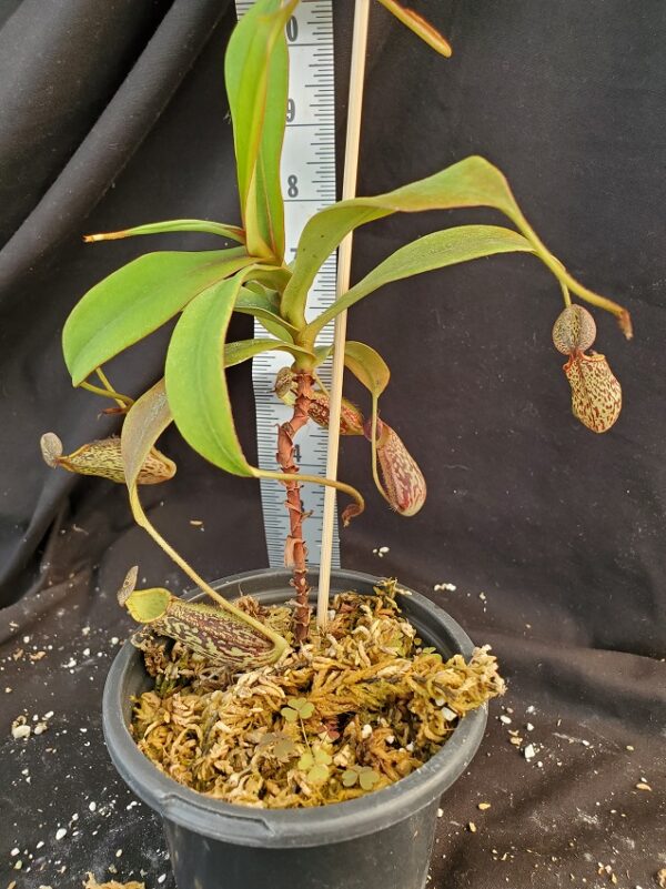 20210906_155109-R-med-Sept-2021-600x801 Nepenthes spectabilis– Sibuyatan form BE 3177