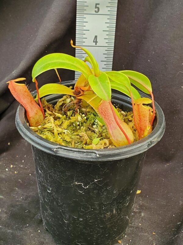 20210908_115458-R-600x801 Nepenthes ventricosa BE 3771