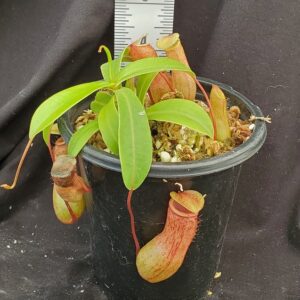 20210908_115506-R-300x300 Nepenthes ventricosa BE 3771
