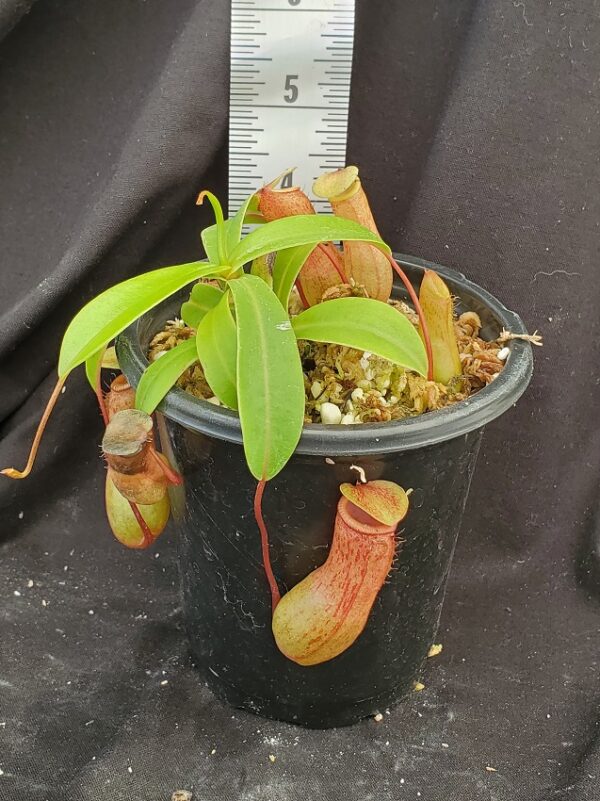 20210908_115506-R-600x801 Nepenthes ventricosa BE 3771