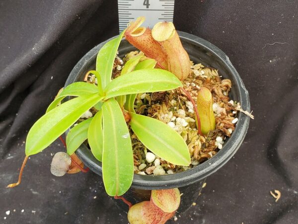 20210908_115511-R-600x450 Nepenthes ventricosa BE 3771
